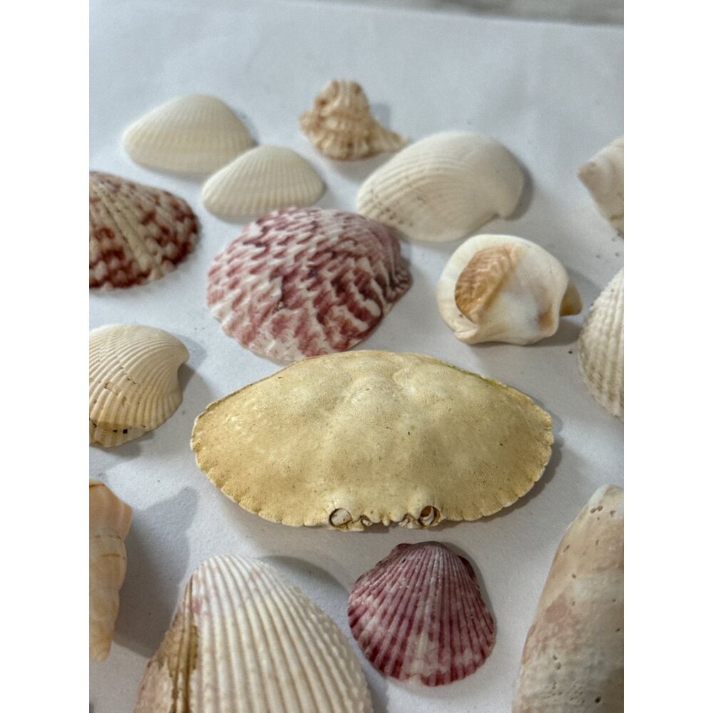 Assorted Natural Sea Shell Collection For - Over 100 Pieces Over 2.5 Lbs - Picture 5 of 5